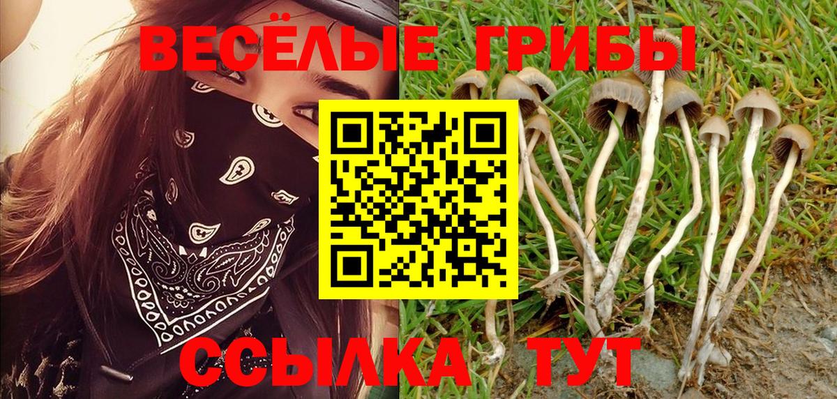 Псилоцибиновые грибы Psilocybe Карабулак